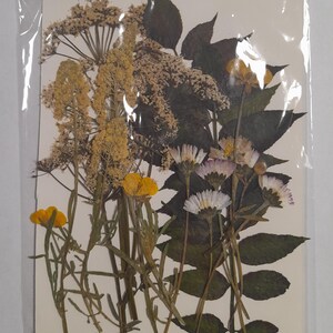 Conjunto de flores prensadas secas, arte con flores prensadas, arte para enmarcar, creación de marcapáginas, creación de tarjetas de felicitación, plantas reales secas, flores y hojas.