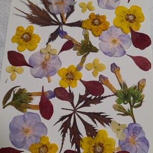 Conjunto de flores prensadas secas, arte con flores prensadas, arte para enmarcar, creación de marcapáginas, creación de tarjetas de felicitación, plantas reales secas, flores y hojas.