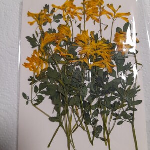 Conjunto de flores prensadas secas, arte con flores prensadas, arte para enmarcar, creación de marcapáginas, creación de tarjetas de felicitación, plantas reales secas, flores y hojas.