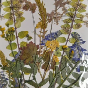 Conjunto de flores prensadas secas, arte con flores prensadas, arte para enmarcar, creación de marcapáginas, creación de tarjetas de felicitación, plantas reales secas, flores y hojas.