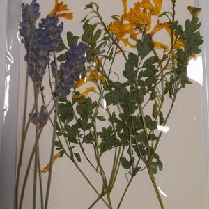 Conjunto de flores prensadas secas, arte con flores prensadas, arte para enmarcar, creación de marcapáginas, creación de tarjetas de felicitación, plantas reales secas, flores y hojas.