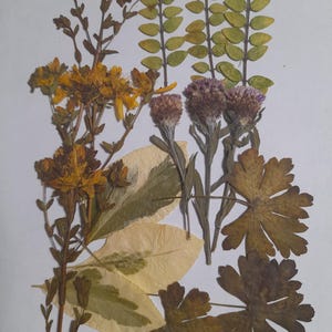Conjunto de flores prensadas secas, arte con flores prensadas, arte para enmarcar, creación de marcapáginas, creación de tarjetas de felicitación, plantas reales secas, flores y hojas.