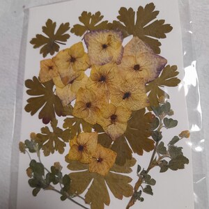Flores de hortensia prensadas secas, arte con flores prensadas, arte para enmarcar, creación de marcapáginas, creación de tarjetas de felicitación, flores y hojas reales secas.
