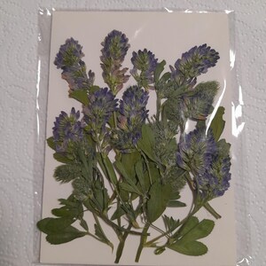 Conjunto de flores prensadas secas, arte con flores prensadas, arte para enmarcar, creación de marcapáginas, creación de tarjetas de felicitación, plantas reales secas, flores y hojas.