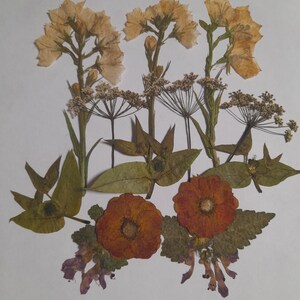 Conjunto de flores prensadas secas, arte con flores prensadas, arte para enmarcar, creación de marcapáginas, creación de tarjetas de felicitación, plantas reales secas, flores y hojas.