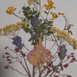 Conjunto de flores prensadas secas, arte con flores prensadas, arte para enmarcar, creación de marcapáginas, creación de tarjetas de felicitación, plantas reales secas, flores y hojas.