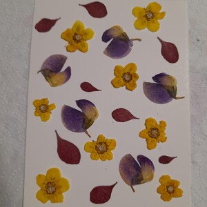 Conjunto de flores prensadas secas, arte con flores prensadas, arte para enmarcar, creación de marcapáginas, creación de tarjetas de felicitación, plantas reales secas, flores y hojas.