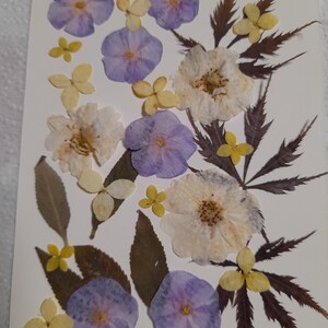 Conjunto de flores prensadas secas, arte con flores prensadas, arte para enmarcar, creación de marcapáginas, creación de tarjetas de felicitación, plantas reales secas, flores y hojas.