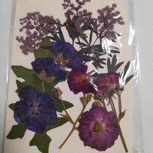 Conjunto de flores prensadas secas, arte con flores prensadas, arte para enmarcar, creación de marcapáginas, creación de tarjetas de felicitación, plantas reales secas, flores y hojas.