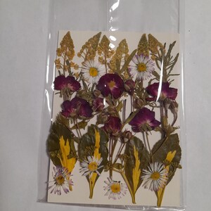 Conjunto de flores prensadas secas, arte con flores prensadas, arte para enmarcar, creación de marcapáginas, creación de tarjetas de felicitación, plantas reales secas, flores y hojas.