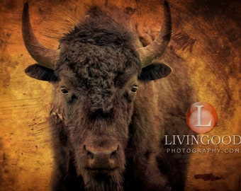 Yellowstone National Park Wild Bison