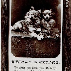 Lot de 5 cartes postales anciennes : anniversaire ; Poméranie, Shiba Inu, Kensington, pays de Galles, Pansy, 21, 1909, Rider, insulte, Half Penny Stamp, Davidson