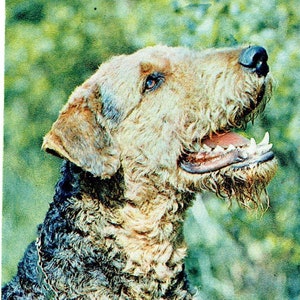 Lot de 5 cartes postales anciennes : Airedale, Schnauzer, Bull Dog, Pit Bull, caniche, Collie, Chihuahua, Saint Bernard, Malte, Welsh, Lakeland