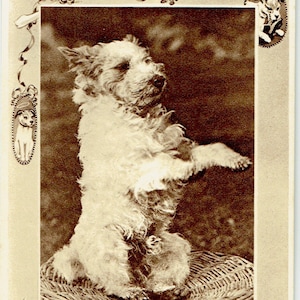 Lot de 5 cartes postales anciennes : anniversaire ; Fil Fox poil, CPPR Cairn, Austrailian Terriers, Springer Spaniel, Rochester Walker, GD & D
