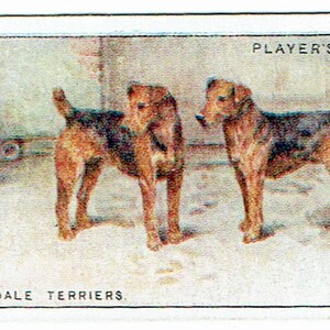 Lot de quatre cartes à cigarettes en métal : John Player et Sons & WD et HO Wills chiens - Airedale Terriers et lisse et fil - Fox terrier