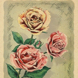 Cartes postales de fleurs, style shabby chic, roses, retriever, fleur de pommier, Arkansas, poinsettia, M. Rieder, Vermont, Rochester