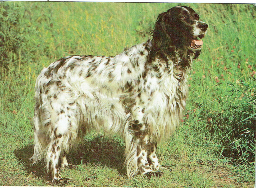 Vintage Russian Dog Breed Postcards 1969/1989 English Setter, Boxer ...