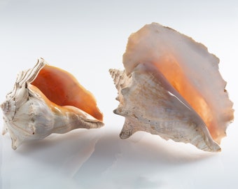Pair of Marine Gastropod Strombidae Conch Shells