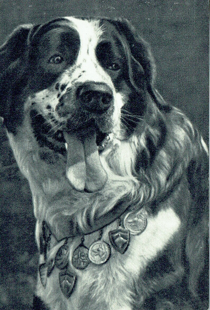 Vintage Russian Dog Breed Postcards 1969/1989 English Setter | Etsy