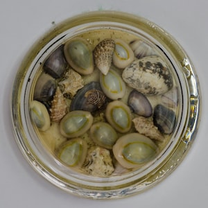 Vintage Seashell 3.75&quot; Paperweight