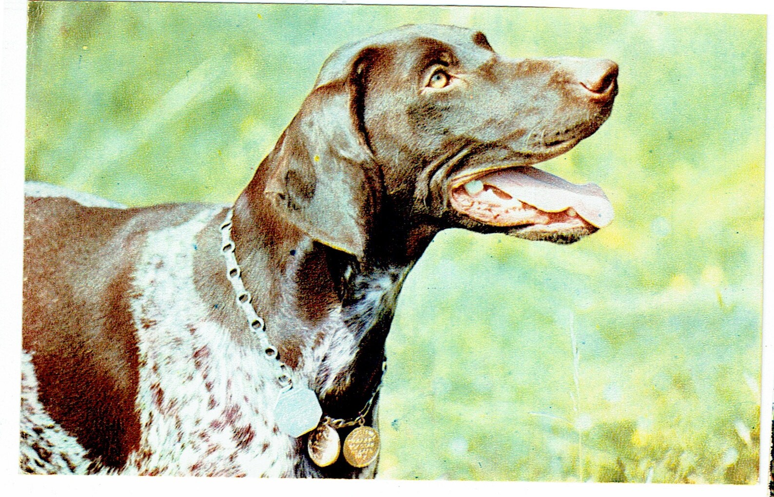 Lot of Five Vintage Dog Postcards: Rat Killer Dog | Etsy
