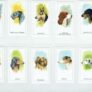 Ensemble complet de George Payne thé « têtes de chiens » une série de 25 cartes de thé