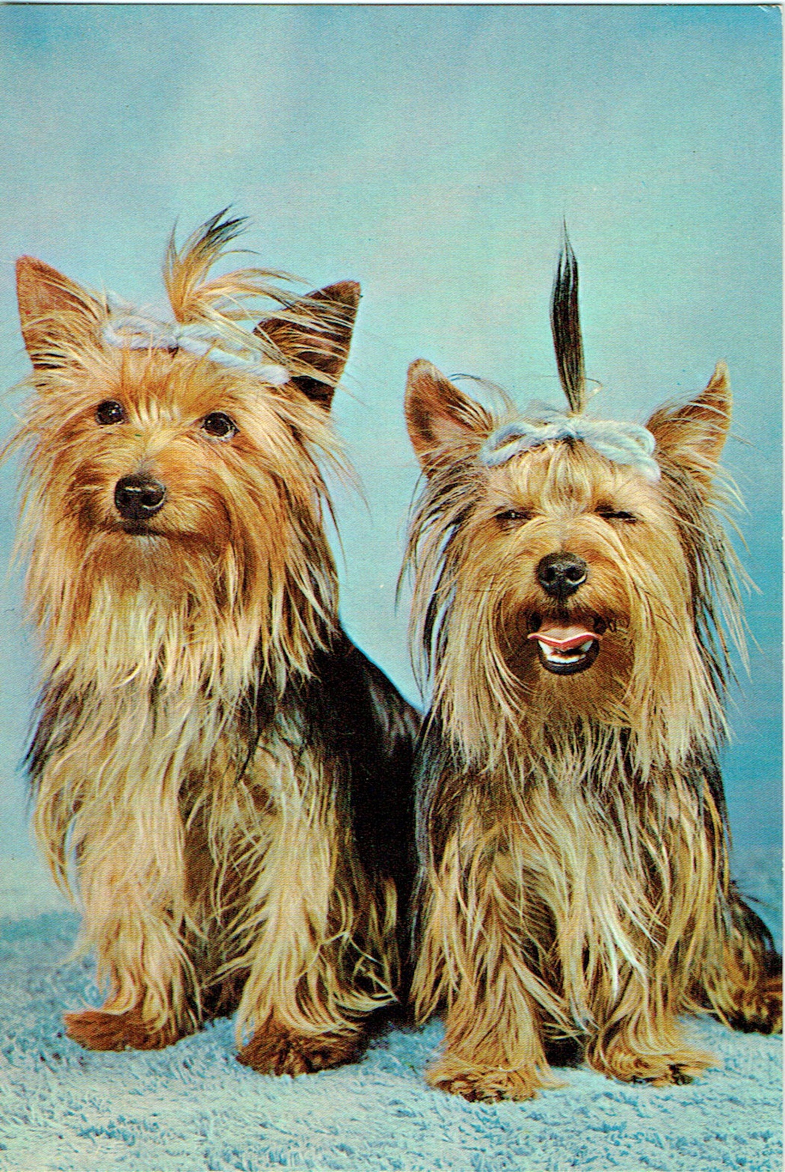 Lot of 4 Dog Vintage Postcards Yorkshire Terriers Canada Etsy