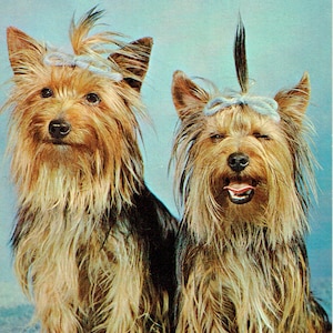 Lot van 4 hond antieke ansichtkaarten: Yorkshire Terriers, Canada, komische nat het Bed, Parijs, advertentie schoenen, CE Mason, ondertekend door Gill