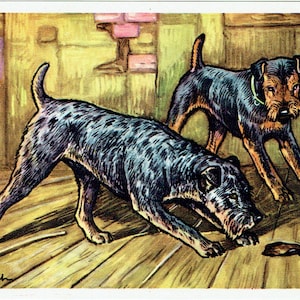 Lot de cinq gallois, Lakeland, Schnauzer, Jagterrier hollandais, Teckel, Cairn, Austrailian Terrier, Setter irlandais,