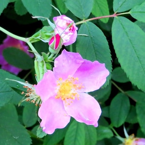 Wild Rose Seeds Rosa Blanda Smooth Rose A Beautiful Native Canadian Wild Rose 35 Seeds Per Packet