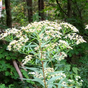 May include: A close-up of white flowers blooming on two green leafy plants in a woodland setting.