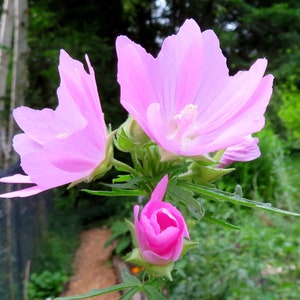 Musk Mallow 30 Seeds Malva Moschata Tall Perennial Pale Pink to Light Purple Flower image 1