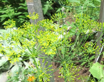 Bouquet Dill Seeds