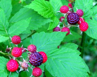 Black Raspberry Seeds Native Canadian Rubus Occidentalis