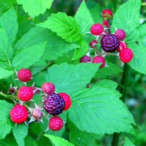 May include: Close-up of a raspberry bush with ripe red and dark purple raspberries. The leaves are green and the berries are growing on thorny stems.