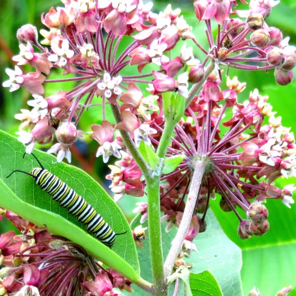 Asclépiade nuancée de roses 50 graines Asclepias syriaca Fleurs sauvages indigènes du Canada