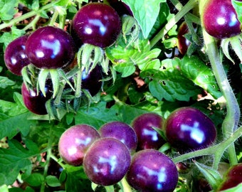 Blueberry Tomato Seeds 20 Per Packet