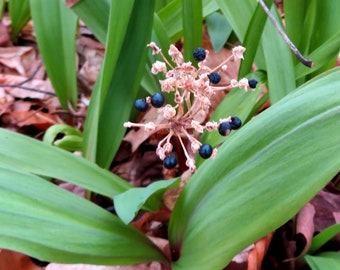 Wild Leek Seeds Native Allium Tricoccum