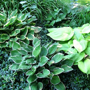 May include: A close-up of a variety of green hosta plants with different leaf shapes and sizes. The plants are growing in a garden setting.