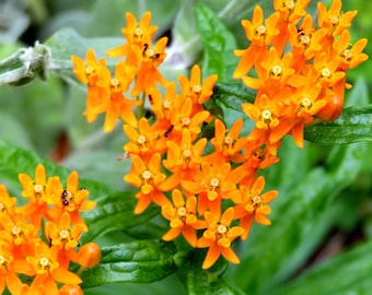 Butterfly Weed Seeds Asclepias Tuberosa Native Wildflower