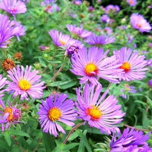 May include: A field of purple and yellow wildflowers in bloom. The flowers have delicate petals and a bright yellow centre.