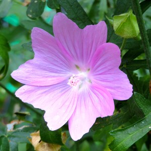 Musk Mallow 30 Seeds Malva Moschata Tall Perennial Pale Pink to Light Purple Flower image 2