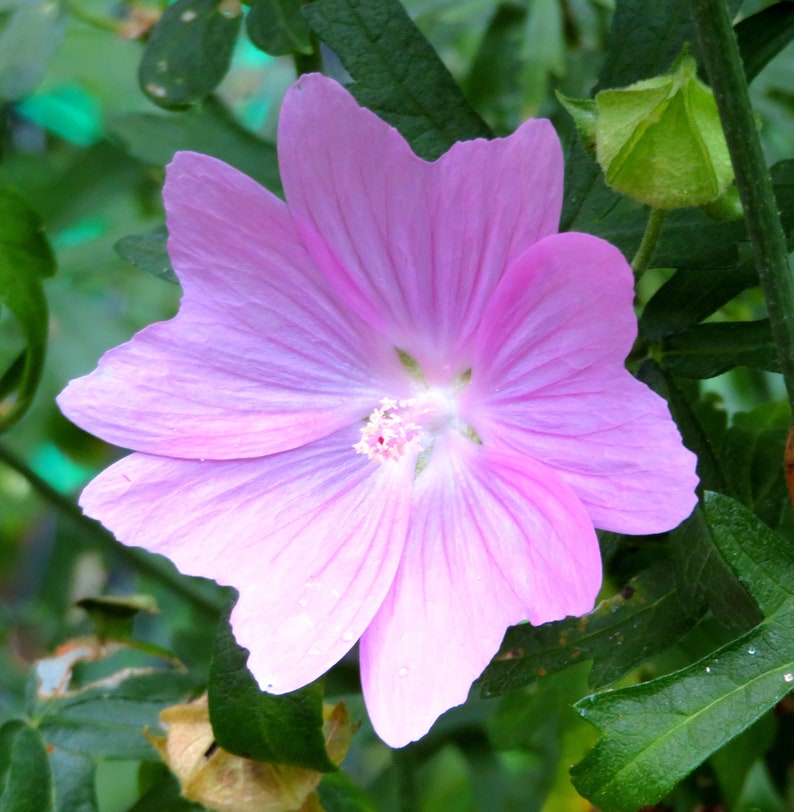 Musk Mallow 30 Seeds Malva Moschata Tall Perennial Pale Pink to Light Purple Flower image 2