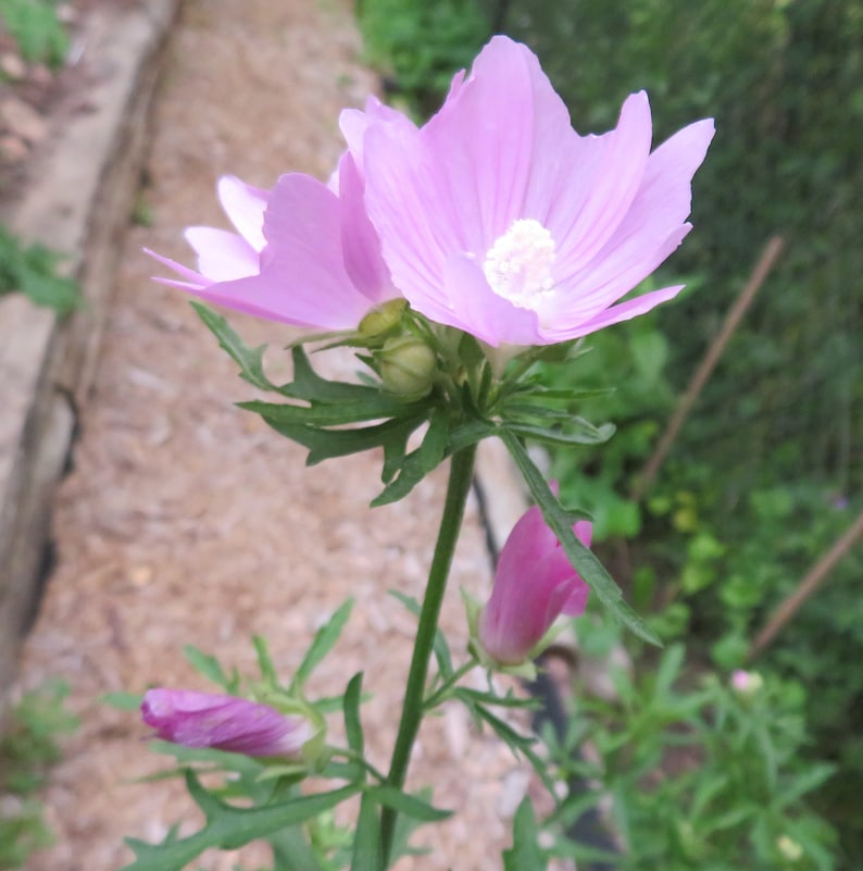 Musk Mallow 30 Seeds Malva Moschata Tall Perennial Pale Pink to Light Purple Flower image 8