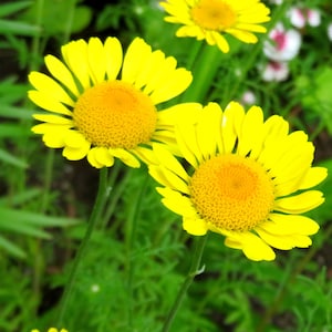 Marguerite Daisy Seeds Plante vivace Anthemis Tinctoria Idéale pour les bouquets et les compositions séchées 50
