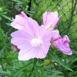 Musk Mallow 30 Seeds Malva Moschata Tall Perennial Pale Pink to Light Purple Flower image 4