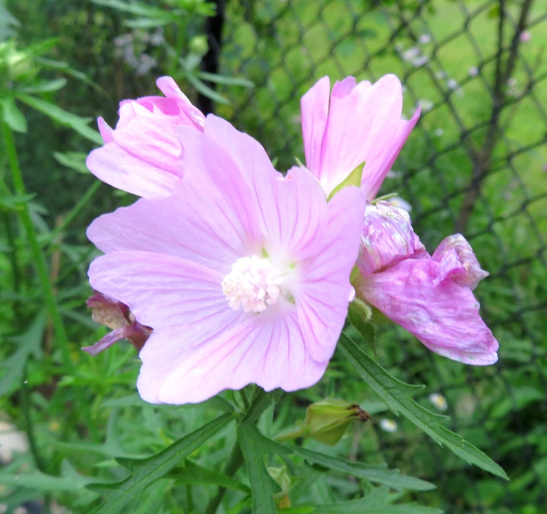 Musk Mallow 30 Seeds Malva Moschata Tall Perennial Pale Pink to Light Purple Flower image 4