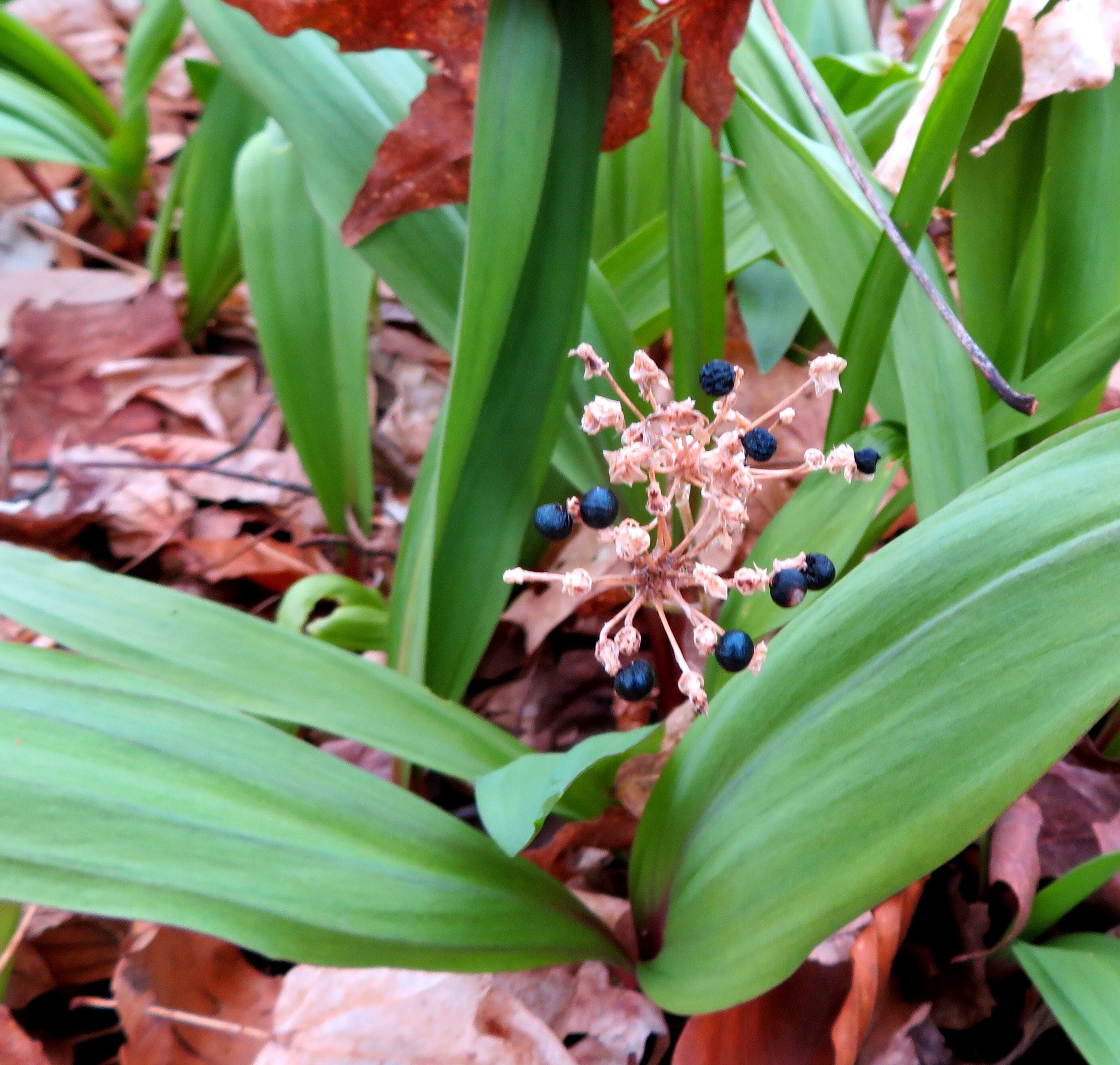Wild Leek Seeds Allium Tricoccum a Native Canadian Plant Etsy Canada