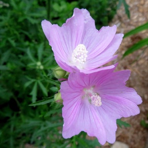 Musk Mallow 30 Seeds Malva Moschata Tall Perennial Pale Pink to Light Purple Flower image 6