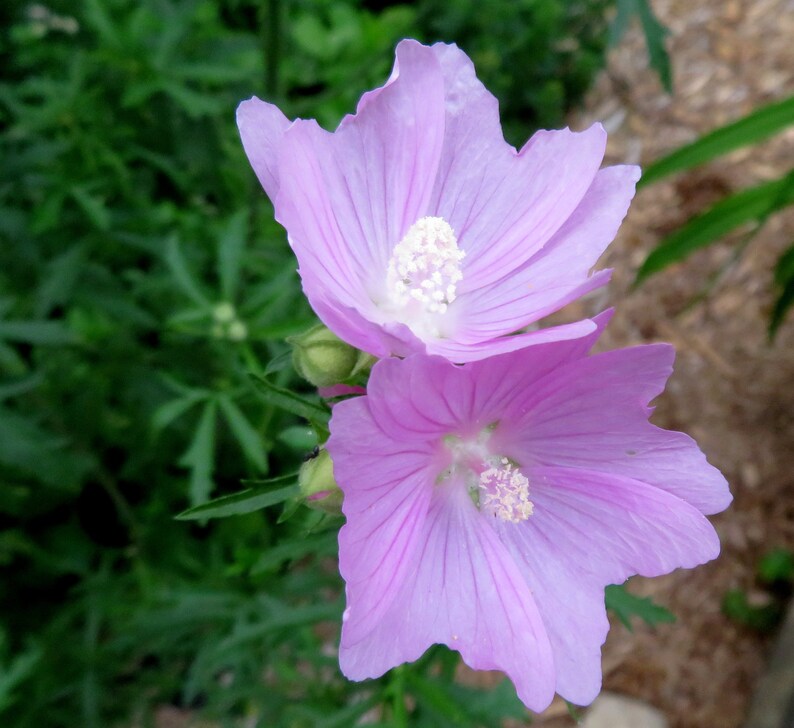 Musk Mallow 30 Seeds Malva Moschata Tall Perennial Pale Pink to Light Purple Flower image 6